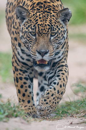 Captive jaguar (Panthera onca), fazenda Vera Lúcia, Rio Negro,