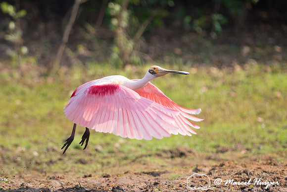 Roseate spoonbill (Platalea ajaja), Rio Negro, Pantanal, Mato Gr