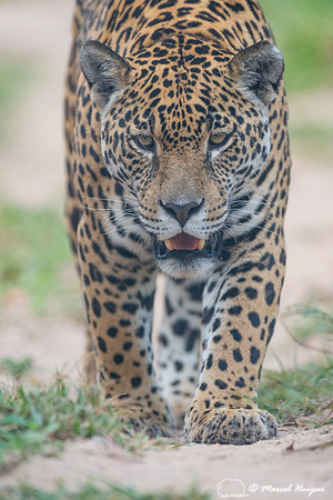 Captive jaguar (Panthera onca), fazenda Vera Lúcia, Rio Negro,