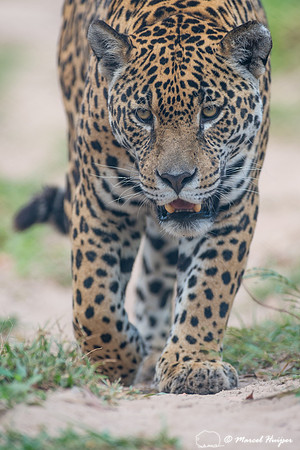 Captive jaguar (Panthera onca), fazenda Vera Lúcia, Rio Negro,