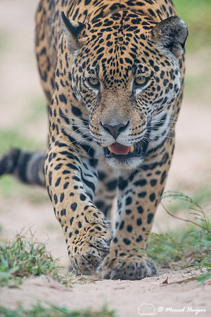 Captive jaguar (Panthera onca), fazenda Vera Lúcia, Rio Negro,