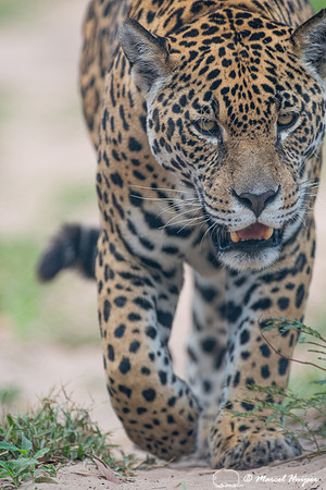 Captive jaguar (Panthera onca), fazenda Vera Lúcia, Rio Negro,