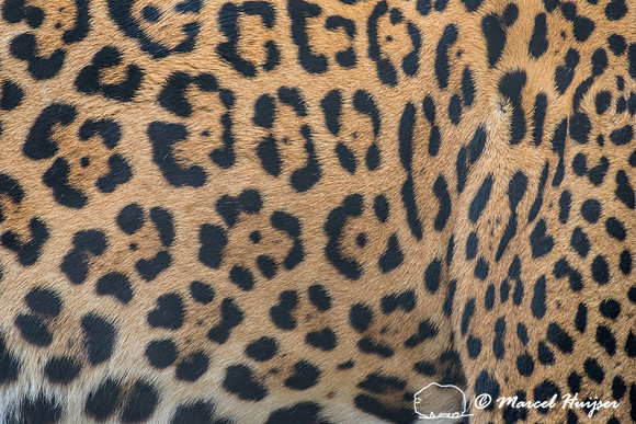 Captive jaguar (Panthera onca), fazenda Vera Lúcia, Rio Negro,