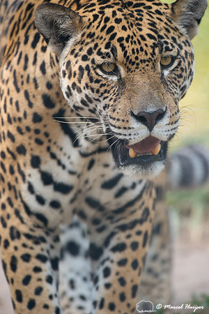 Captive jaguar (Panthera onca), fazenda Vera Lúcia, Rio Negro,