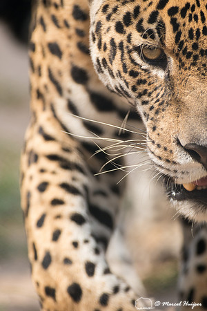 Captive jaguar (Panthera onca), fazenda Vera Lúcia, Rio Negro,