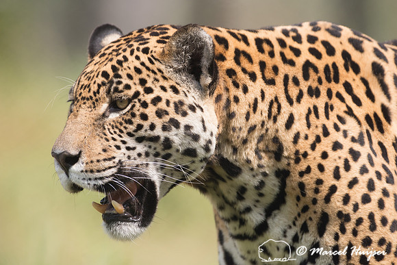 Captive jaguar (Panthera onca), fazenda Vera Lúcia, Rio Negro,