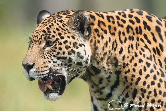 Captive jaguar (Panthera onca), fazenda Vera Lúcia, Rio Negro,