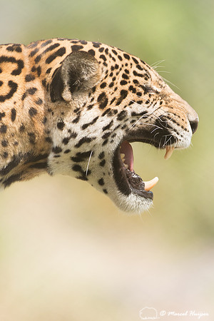Captive jaguar (Panthera onca), fazenda Vera Lúcia, Rio Negro,