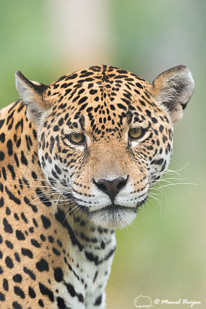 Captive jaguar (Panthera onca), fazenda Vera Lúcia, Rio Negro,