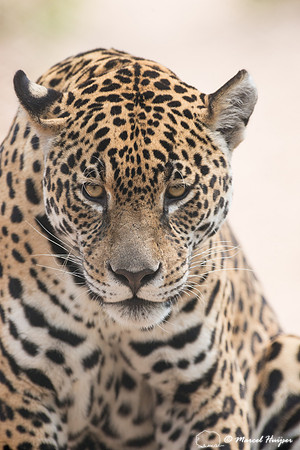 Captive jaguar (Panthera onca), fazenda Vera Lúcia, Rio Negro,