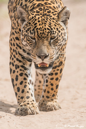 Captive jaguar (Panthera onca), fazenda Vera Lúcia, Rio Negro,