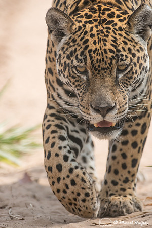 Captive jaguar (Panthera onca), fazenda Vera Lúcia, Rio Negro,