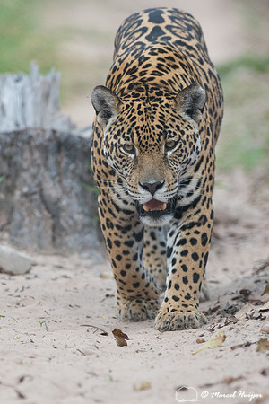 Captive jaguar (Panthera onca), fazenda Vera Lúcia, Rio Negro,