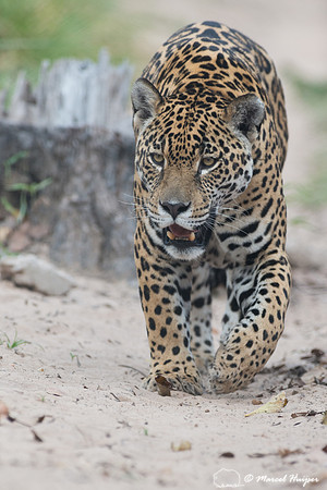 Captive jaguar (Panthera onca), fazenda Vera Lúcia, Rio Negro,