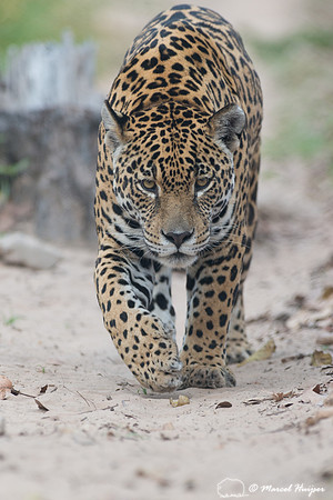 Captive jaguar (Panthera onca), fazenda Vera Lúcia, Rio Negro,