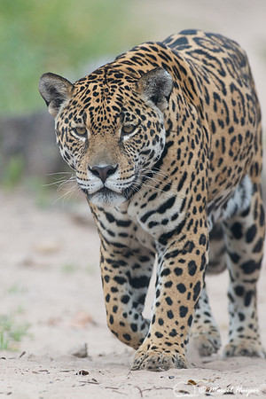 Captive jaguar (Panthera onca), fazenda Vera Lúcia, Rio Negro,
