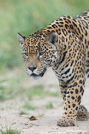 Captive jaguar (Panthera onca), fazenda Vera Lúcia, Rio Negro,