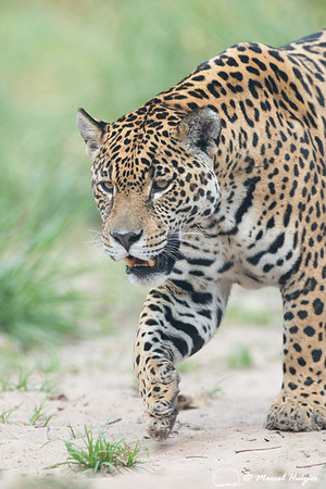 Captive jaguar (Panthera onca), fazenda Vera Lúcia, Rio Negro,