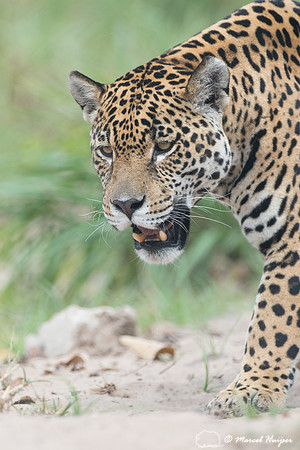 Captive jaguar (Panthera onca), fazenda Vera Lúcia, Rio Negro,