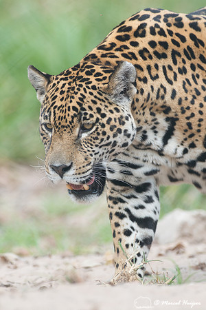 Captive jaguar (Panthera onca), fazenda Vera Lúcia, Rio Negro,