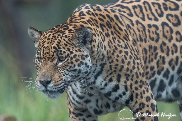 Captive jaguar (Panthera onca), fazenda Vera Lúcia, Rio Negro,