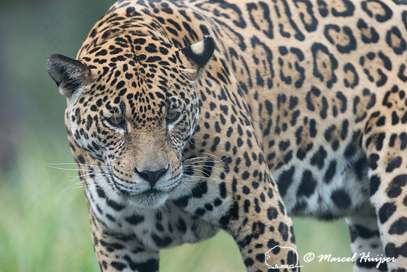 Captive jaguar (Panthera onca), fazenda Vera Lúcia, Rio Negro,