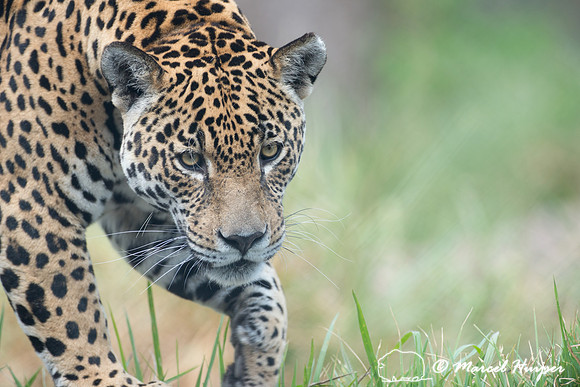 Captive jaguar (Panthera onca), fazenda Vera Lúcia, Rio Negro,