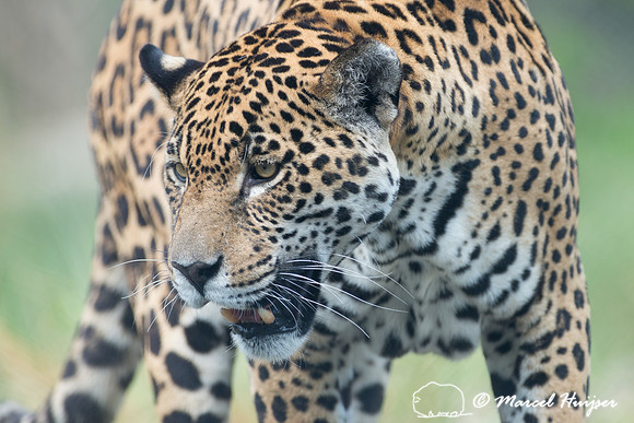 Captive jaguar (Panthera onca), fazenda Vera Lúcia, Rio Negro,