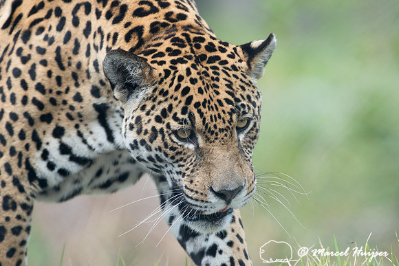 Captive jaguar (Panthera onca), fazenda Vera Lúcia, Rio Negro,