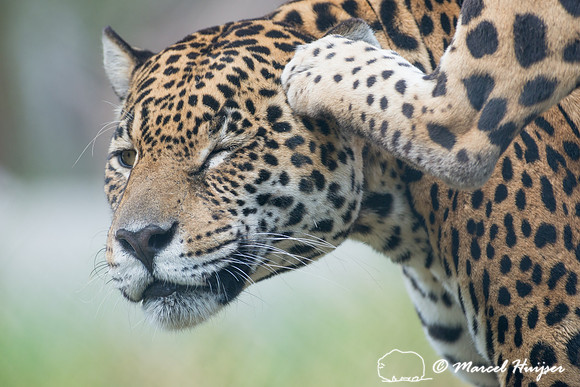 Captive jaguar (Panthera onca), fazenda Vera Lúcia, Rio Negro,