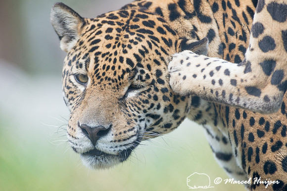 Captive jaguar (Panthera onca), fazenda Vera Lúcia, Rio Negro,