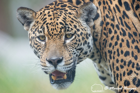 Captive jaguar (Panthera onca), fazenda Vera Lúcia, Rio Negro,