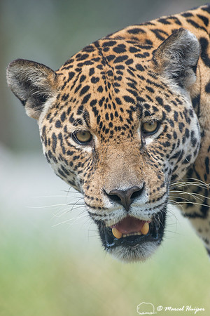 Captive jaguar (Panthera onca), fazenda Vera Lúcia, Rio Negro,