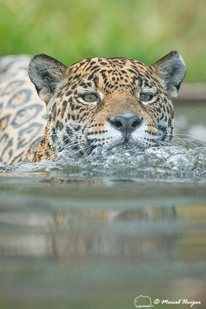 Captive jaguar (Panthera onca), fazenda Vera Lúcia, Rio Negro,