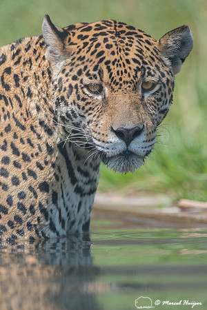 Captive jaguar (Panthera onca), fazenda Vera Lúcia, Rio Negro,