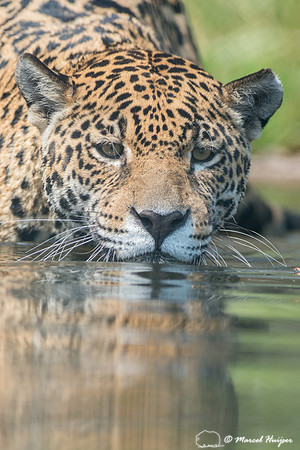 Captive jaguar (Panthera onca), fazenda Vera Lúcia, Rio Negro,