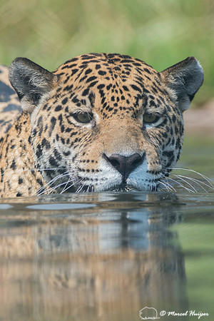 Captive jaguar (Panthera onca), fazenda Vera Lúcia, Rio Negro,