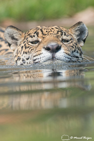 Captive jaguar (Panthera onca), fazenda Vera Lúcia, Rio Negro,