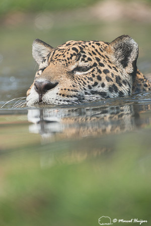 Captive jaguar (Panthera onca), fazenda Vera Lúcia, Rio Negro,