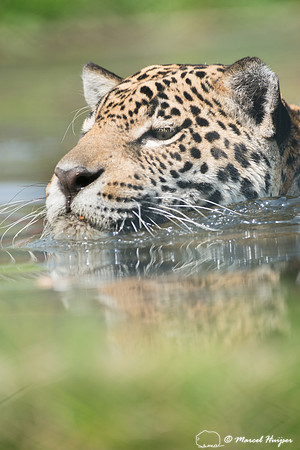 Captive jaguar (Panthera onca), fazenda Vera Lúcia, Rio Negro,