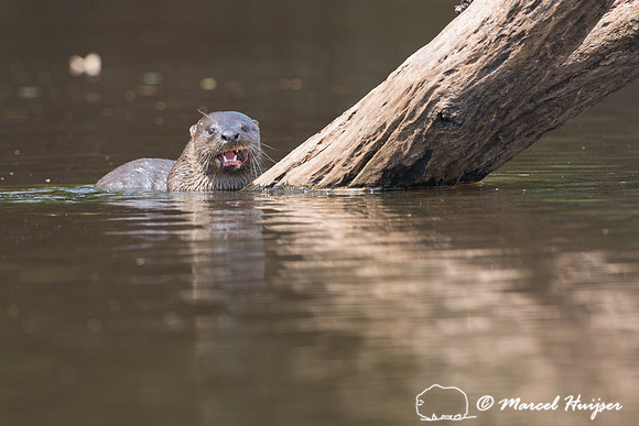 Neotropical river otter (Lontra longicaudis), Rio Negro, Pantana