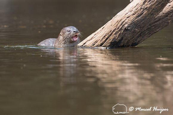 Neotropical river otter (Lontra longicaudis), Rio Negro, Pantana