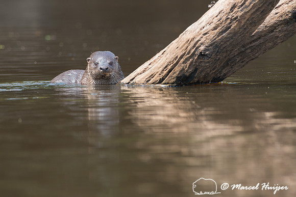 Neotropical river otter (Lontra longicaudis), Rio Negro, Pantana