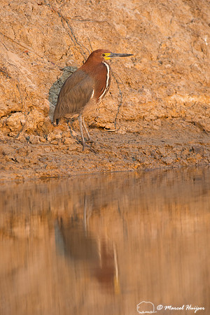 Rufescent tiger heron (Tigrisoma lineatum) , Rio Negro, Mato Gro