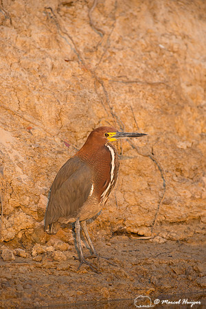 Rufescent tiger heron (Tigrisoma lineatum) , Rio Negro, Mato Gro