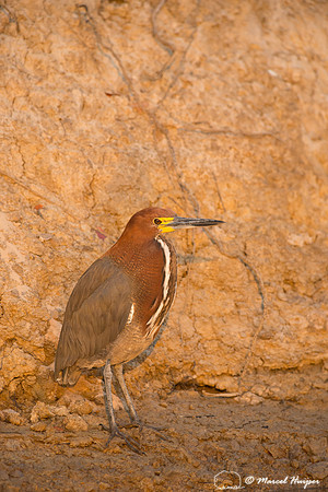 Rufescent tiger heron (Tigrisoma lineatum) , Rio Negro, Mato Gro