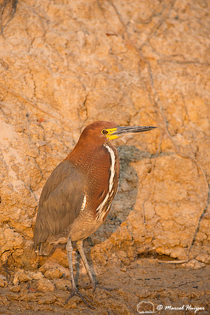 Rufescent tiger heron (Tigrisoma lineatum) , Rio Negro, Mato Gro