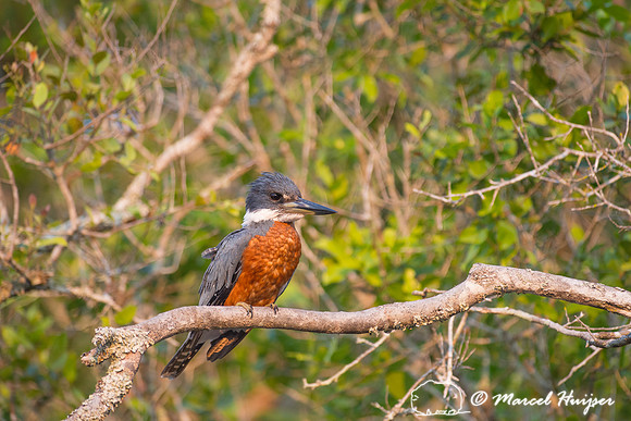 Ringed kingfisher (Megaceryle torquata), Rio Negro, Mato Grosso