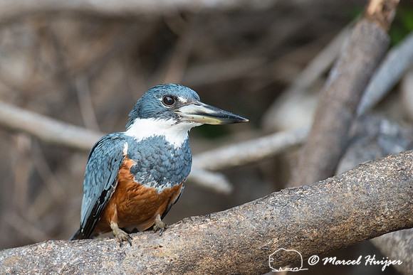 Ringed kingfisher (Megaceryle torquata), Rio Negro, Mato Grosso
