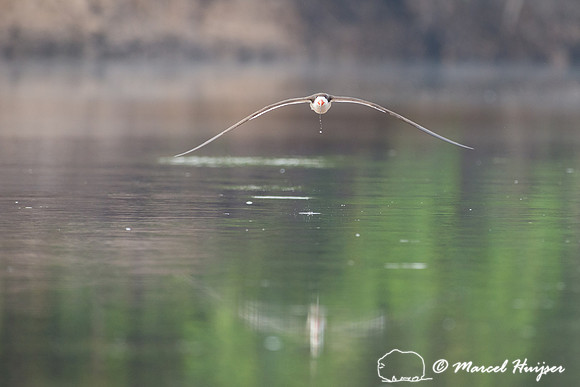 Black skimmer (Rynchops niger), Rio Negro, Pantanal, Mato Grosso
